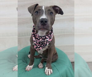 Mutt Dogs for adoption in Murfreesboro, NC, USA