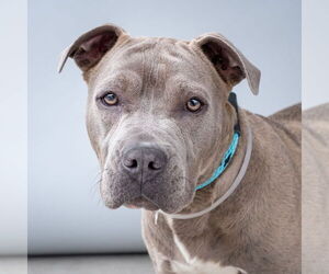 American Pit Bull Terrier Dogs for adoption in Pasadena, CA, USA