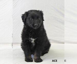 Collie Dogs for adoption in Calverton, NY, USA