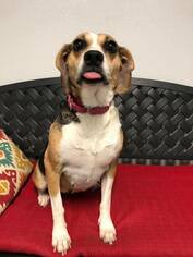 Beagle Dogs for adoption in Paris, ME, USA