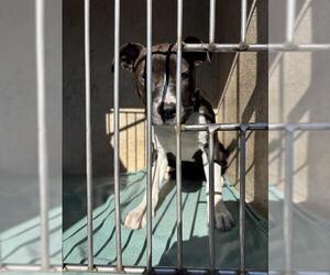 American Staffordshire Terrier-Unknown Mix Dogs for adoption in Oklahoma City, OK, USA