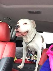 American Bulldog-Unknown Mix Dogs for adoption in Voorhees, NJ, USA