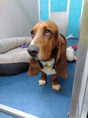 Bloodhound Dogs for adoption in Ponca City, OK, USA
