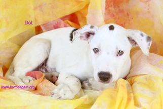 Medium Photo #1 Dogo Argentino-Labrador Retriever Mix Puppy For Sale in Bloomington, MN, USA