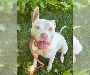 American Pit Bull Terrier Dogs for adoption in Sacramento, CA, USA