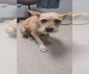 Mutt Dogs for adoption in Las Vegas, NV, USA