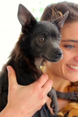 Basenji Dogs for adoption in Jackson, MS, USA