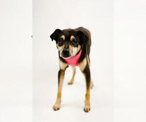 Chipin Dogs for adoption in Princeton, MN, USA