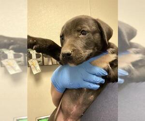 Labrador Retriever Dogs for adoption in Bakersfield, CA, USA