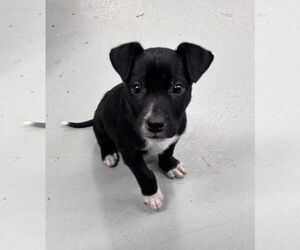 Labrador Retriever-Unknown Mix Dogs for adoption in Rustburg, VA, USA