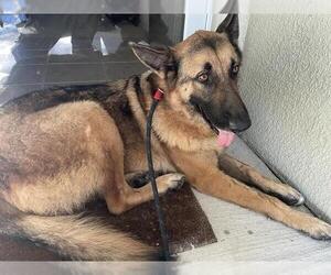 German Shepherd Dog Dogs for adoption in Palmetto, FL, USA