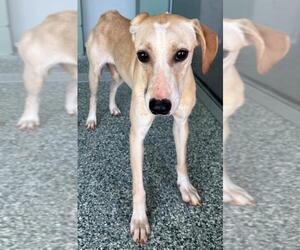 - Mix Dogs for adoption in Salisbury, NC, USA