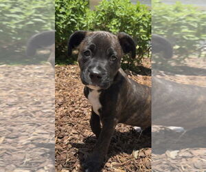 American Pit Bull Terrier-Unknown Mix Dogs for adoption in Mobile, AL, USA