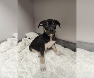 Medium Photo #7 American Pit Bull Terrier-Labrador Retriever Mix Puppy For Sale in St. Louis Park, MN, USA