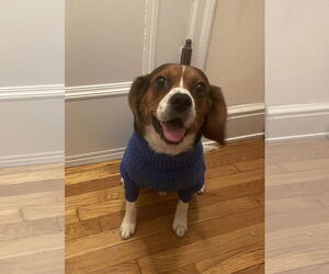 Beagle Dogs for adoption in Westwood, NJ, USA