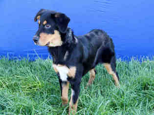 Rottweiler Dogs for adoption in Fairfield, CA, USA