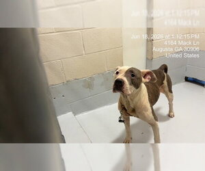 Mutt Dogs for adoption in Augusta, GA, USA