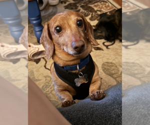 Dachshund Dogs for adoption in Fruitland, SC, USA