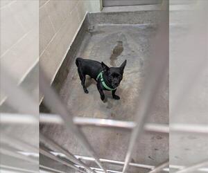 Chihuahua Dogs for adoption in Upland, CA, USA