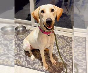 Labrador Retriever Dogs for adoption in Boonton, NJ, USA