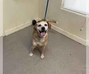 Beagle-Unknown Mix Dogs for adoption in Pasadena, CA, USA