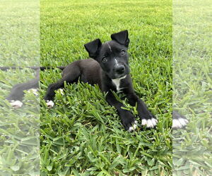 Labrador Retriever-Unknown Mix Dogs for adoption in The Woodlands, TX, USA