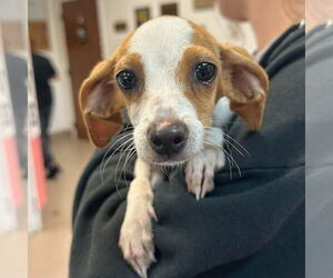 Mutt Dogs for adoption in Canton, CT, USA