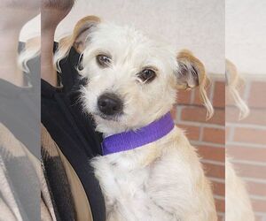 Cairn Terrier-Unknown Mix Dogs for adoption in Carrollton, TX, USA