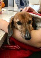 Dachshund-Unknown Mix Dogs for adoption in Bealeton, VA, USA