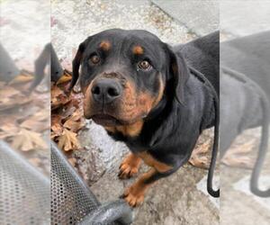Rottweiler Dogs for adoption in Woodland, CA, USA