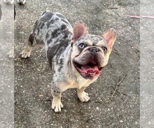 French Bulldog-Unknown Mix Dogs for adoption in Oakhurst, NJ, USA