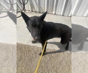 German Shepherd Dog Dogs for adoption in Bakersfield, CA, USA