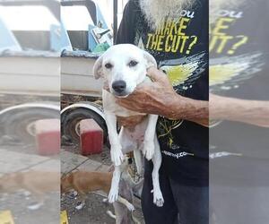 Mutt Dogs for adoption in Stockton, CA, USA