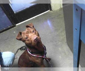 American Pit Bull Terrier-Unknown Mix Dogs for adoption in Tulsa, OK, USA