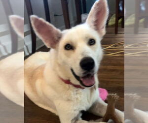 German Shepherd Dog Dogs for adoption in Enfield, CT, USA