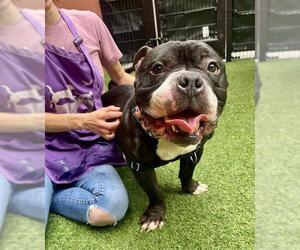 Bulldog-Unknown Mix Dogs for adoption in San Francisco, CA, USA