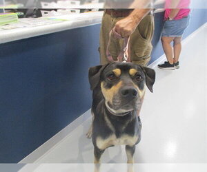 Medium Photo #2 Catahoula Leopard Dog-Unknown Mix Puppy For Sale in Ocala, FL, USA