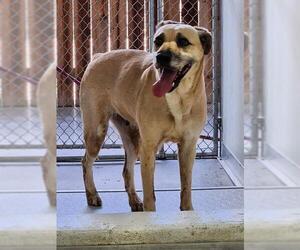 Mutt Dogs for adoption in Temple, TX, USA