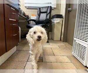 Poodle (Miniature) Dogs for adoption in Camarillo, CA, USA