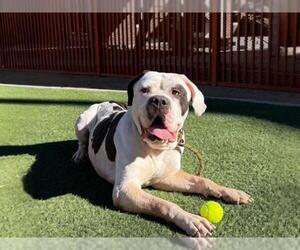 Mastiff-Unknown Mix Dogs for adoption in Las Vegas, NV, USA