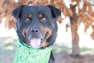 Rottweiler Dogs for adoption in Canton, CT, USA