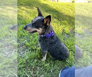 Mutt Dogs for adoption in San Antonio, TX, USA