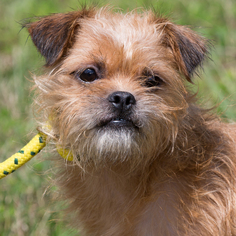 Brussels Griffon Dogs for adoption in St. Charles, MO, USA