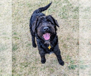 Poodle (Standard)-Unknown Mix Dogs for adoption in Sandy, UT, USA