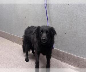 Golden Labrador Dogs for adoption in Las Vegas, NV, USA