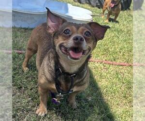 Chihuahua Dogs for adoption in San Antonio, TX, USA