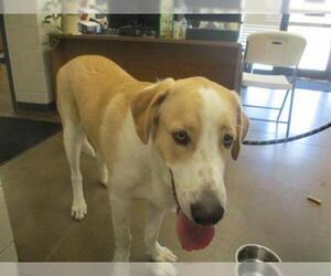 Anatolian Shepherd Dogs for adoption in Temple, TX, USA