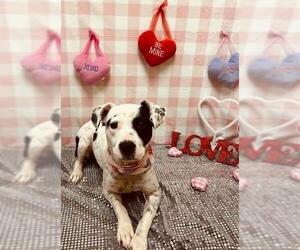 American Pit Bull Terrier-Unknown Mix Dogs for adoption in Oklahoma City, OK, USA