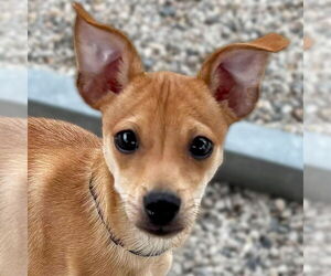 Chihuahua-Unknown Mix Dogs for adoption in Jefferson, WI, USA