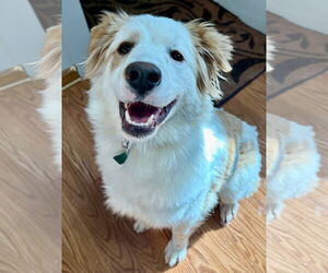 Colonial Cocker Spaniel-Unknown Mix Dogs for adoption in Clarkston, MI, USA